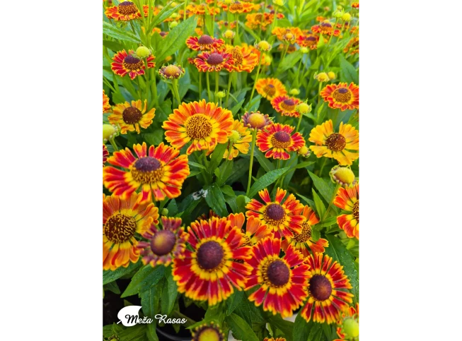 Helenium autumnale   'Fuego'